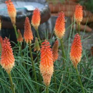  Fakľovka (Kniphofia) ´ALCAZAR´ kont. C1L